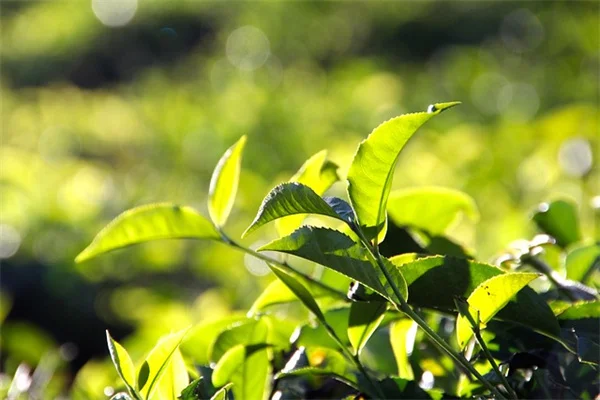 植物で部屋を仕切る間仕切りの作り方、初心者でも失敗しないコツ