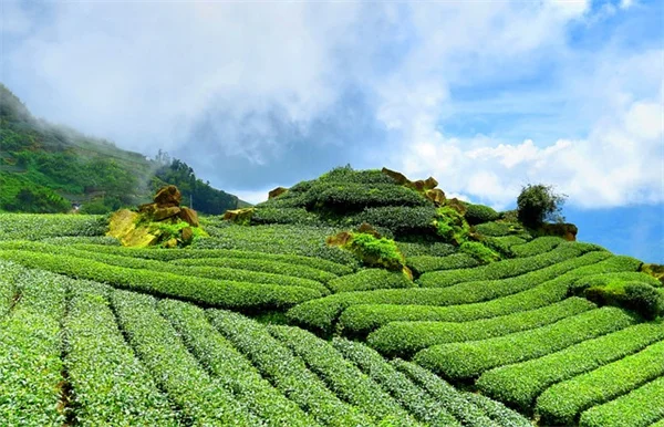 古い園芸書から学んだ、いまでも役立つ野菜づくりのコツ8選