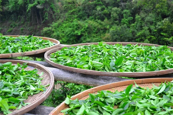 在来植物を植えるだけじゃない？オハイオバレーのポリネーターガーデン成功の秘訣