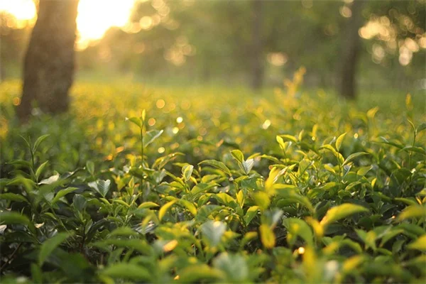 観葉植物のアルミホイル包装、外すべき？プロが教える根腐れ防止のコツ
