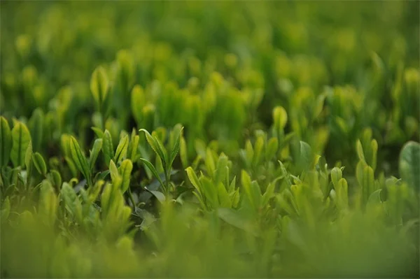 無料で植物を増やす！株分け初心者でも失敗しない簡単テクニック5選